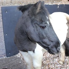 Stable Wall Mat Horsebox