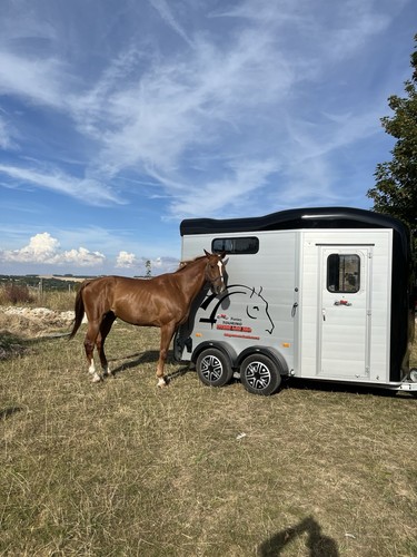 Cheval liberté horse - cheval,